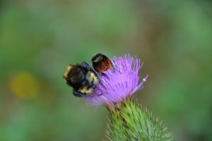 bees eating from flower